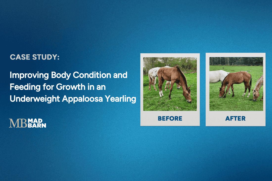 Case Study: Improving Body Condition and Feeding for Growth in an Underweight Appaloosa Yearling