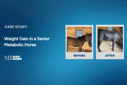case study: weight gain in a senior metabolic horse