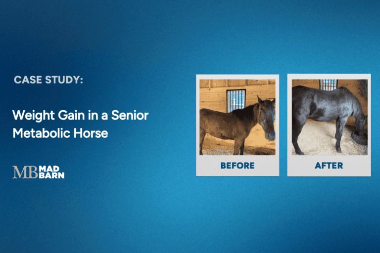 case study: weight gain in a senior metabolic horse