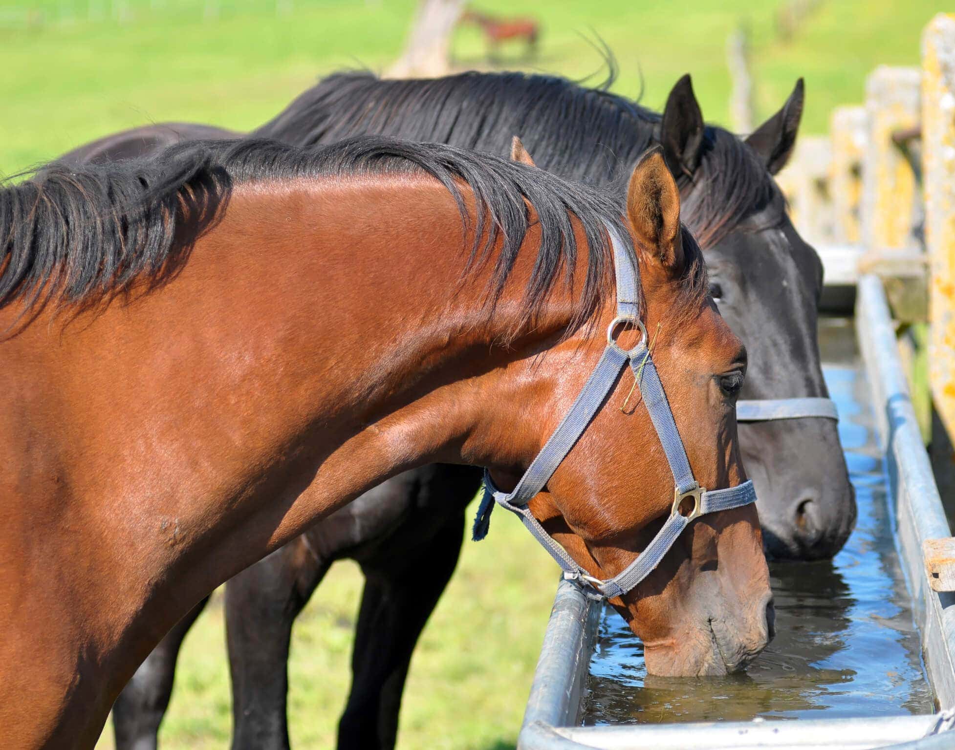 Cleaning Water Troughs - Horse Farm Chores