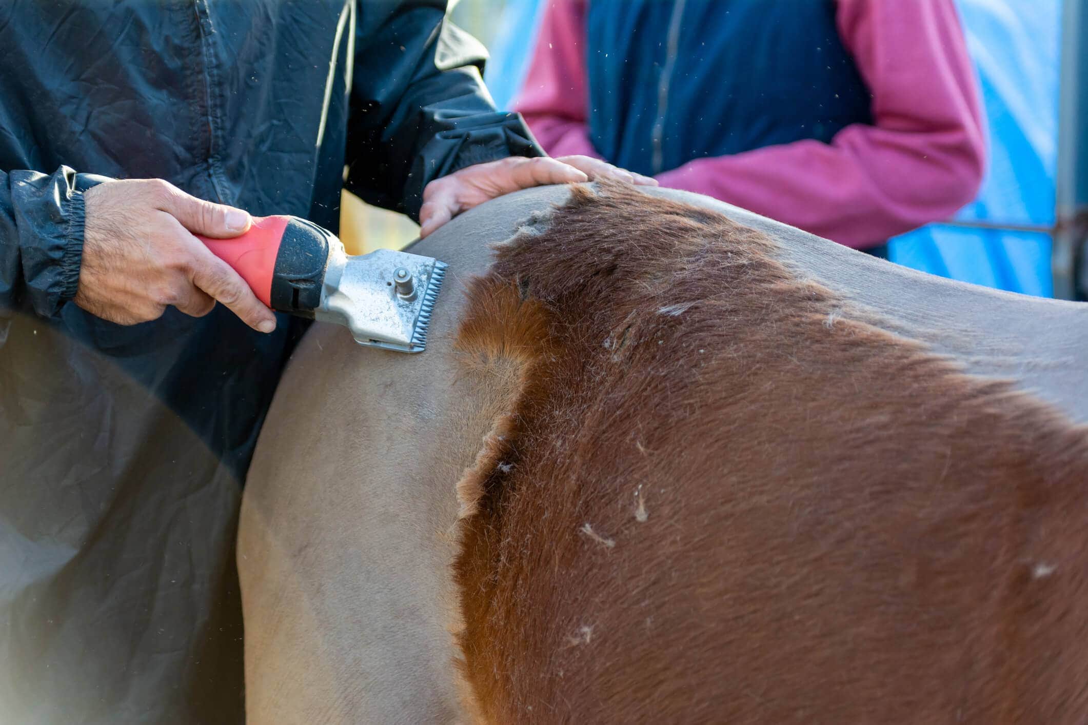 Clipping Horse Coats - Horse Farm Chores