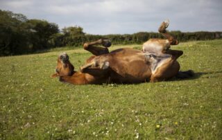 colic-in-horses