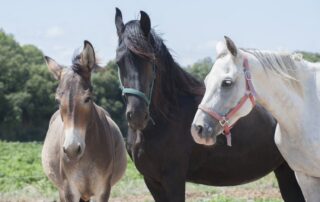 donkey-horse-mule-guide