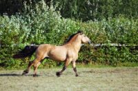 Do I Need to Clean My Horse’s Sheath? Complete How-To Guide