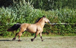 equine-sheath-cleaning-guide