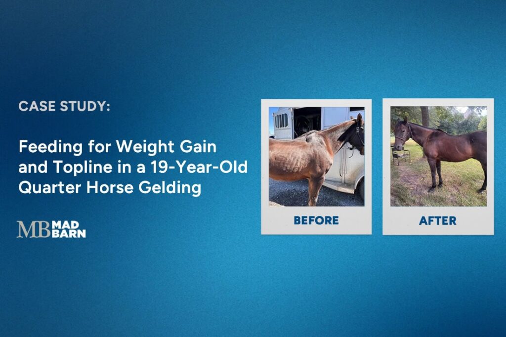 Feeding for Weight Gain & Topline in a 19-Year-Old Quarter Horse Gelding Nutrition Case Study | Mad Barn USA Feeding for Weight Gain & Topline in a 19-Year-Old Quarter Horse Gelding Nutrition Case Study