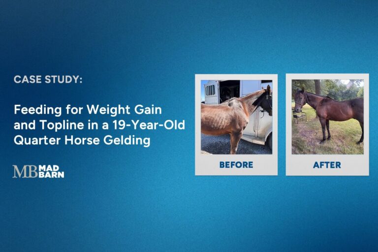 Feeding for Weight Gain & Topline in a 19-Year-Old Quarter Horse Gelding Nutrition Case Study