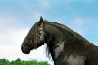 Genetic Diseases in Friesian Horses: Dwarfism, Hydrocephalus, Distichiasis & Other Conditions