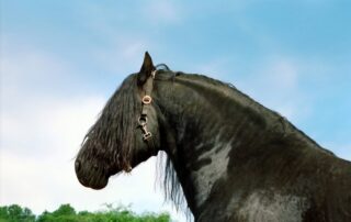genetic-diseases-in-friesian-horses