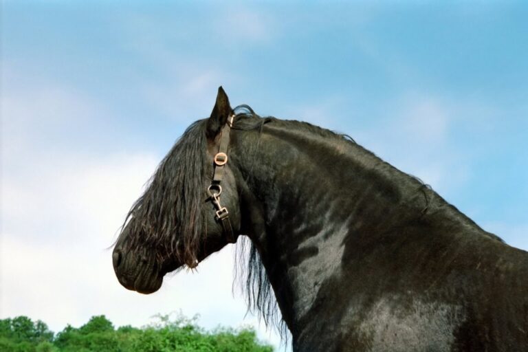 genetic-diseases-in-friesian-horses