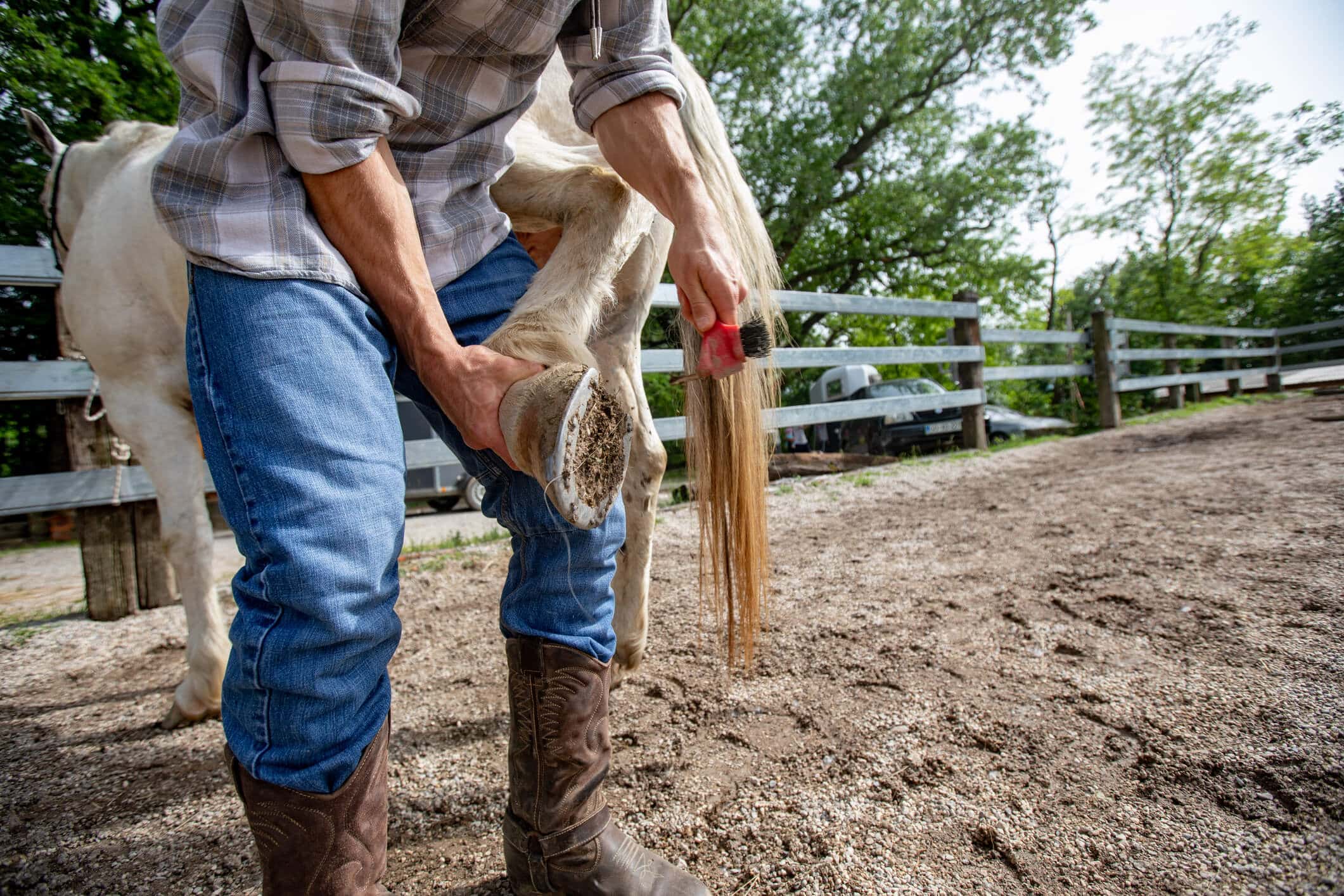 Hoof Cleaning to Prevent Thrush - Horse Barn Chores
