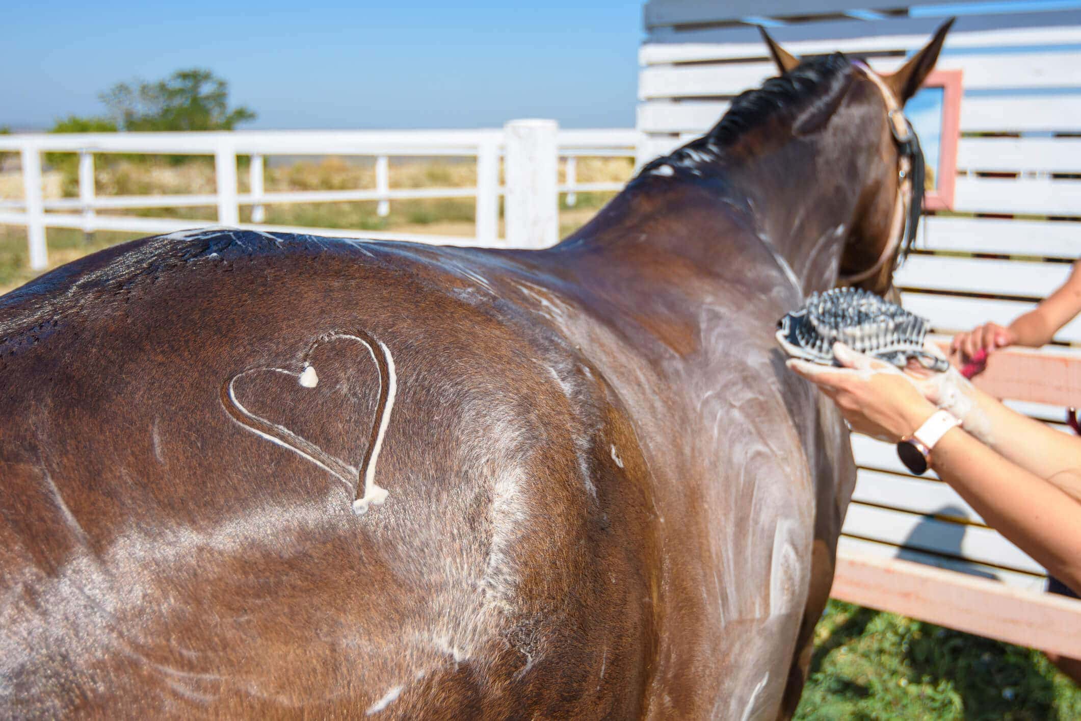 Horse Bathing - Horse Farm Chores