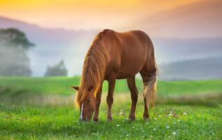 guide to equine insurance