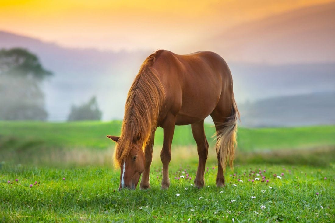 Horse Insurance: A Comprehensive Guide to Coverage & Costs