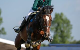 kinesiology-taping-for-horses