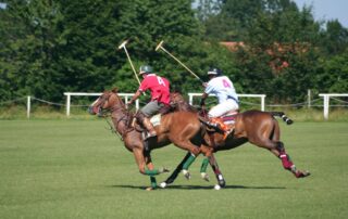 polo-and-polocrosse-equestrian-discipline-guide