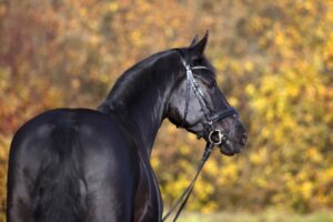 Trakehner Horse Breed Guide: Characteristics, Health & Nutrition