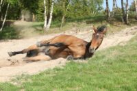 Twisted Gut (Intestinal Torsion) in Horses: Causes, Risk Factors & Prevention