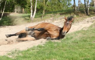 twisted-gut-in-horses