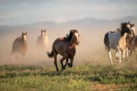 Caudal Heel Pain in Horses: Navicular Syndrome & Other Types of Heel Lameness