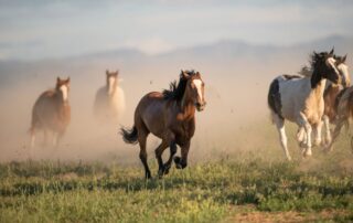 caudal-heel-pain-in-horses