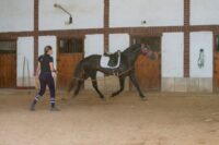 Clicker Training for Horses: A Beginner’s Guide to Positive Reinforcement