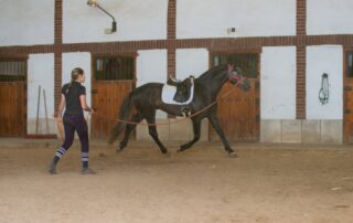 clicker-training-for-horses