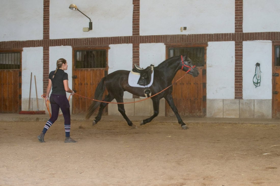 Clicker Training for Horses: A Beginner’s Guide to Positive Reinforcement