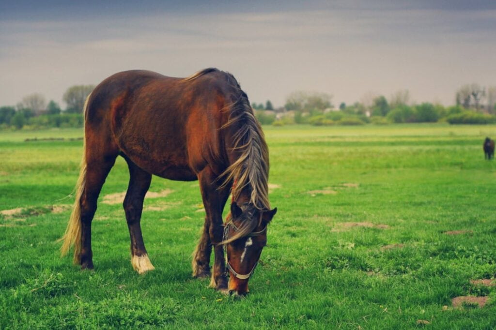 Colitis in Horses: Symptoms, Causes & Treatment