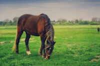 Colitis in Horses: Symptoms, Causes & Treatment