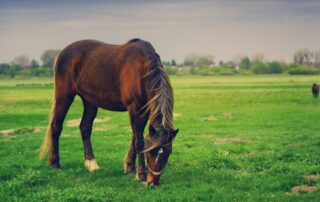 colitis-in-horses