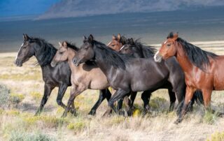 contagious-colitis-in-horses