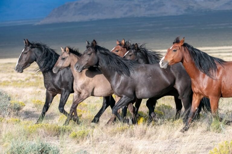 contagious-colitis-in-horses