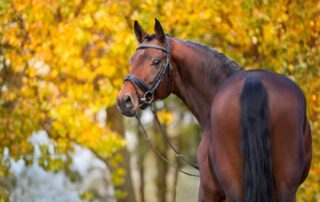 danish warmblood breed guide