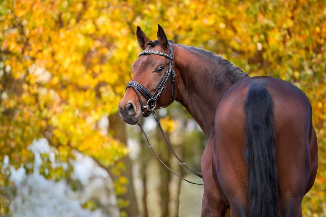 Danish Warmblood Breed Guide: Characteristics, Health & Nutrition