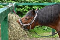 DIY Hay Feeders for Horses: Considerations, Maximizing Hay Supply & How-to Guide