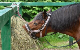 diy-hay-feeders-for-horses
