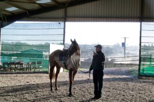Equine Rehabilitation Programs: What to Expect When Your Horse is Recovering – [Guide]