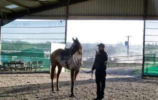 equine-rehabilitation-basics