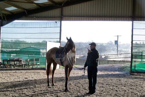 equine-rehabilitation-basics