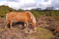 Food Allergies in Horses: Symptoms, Diagnosis & Management