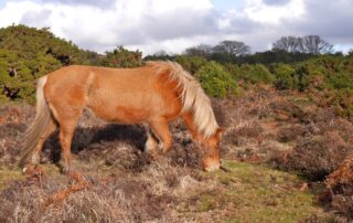 food-allergies-in-horses