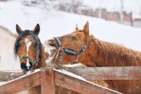 Preventing Frostbite & Hypothermia in Horses: Winter Care Tips & Warning Signs