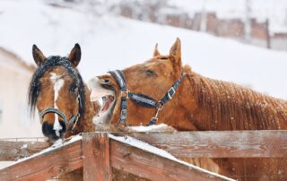 frostbite-and-hypothermia-in-horses
