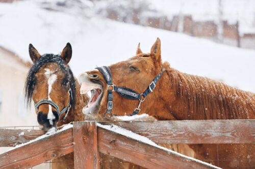 frostbite-and-hypothermia-in-horses