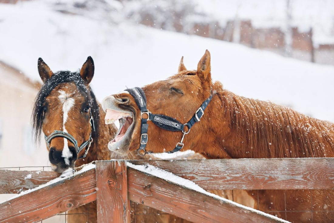 Preventing Frostbite & Hypothermia in Horses: Winter Care Tips & Warning Signs