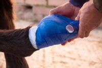 How to Properly Apply a Hoof Bandage for Your Horse: A Step-by-Step Guide