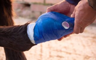 hoof-bandaging-guide