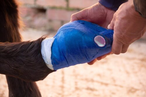 hoof-bandaging-guide