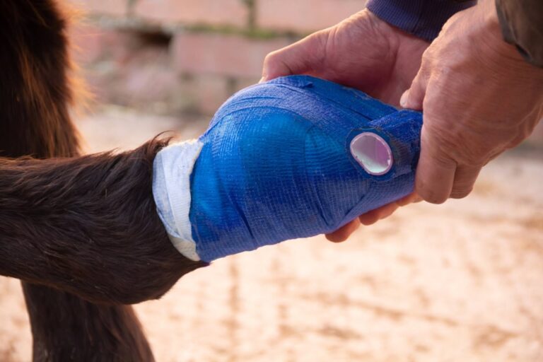 hoof-bandaging-guide